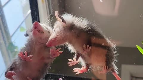 Baby Opossums Eating Crickets
