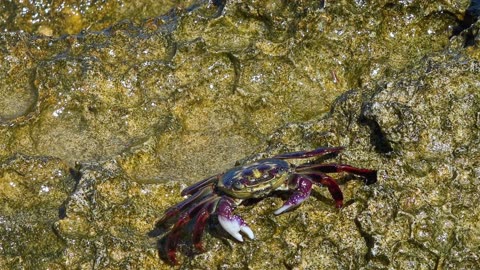 Funny CRAB | Crab ASMR