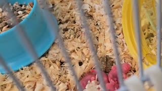 Baby Hamsters are called pups - Day 2