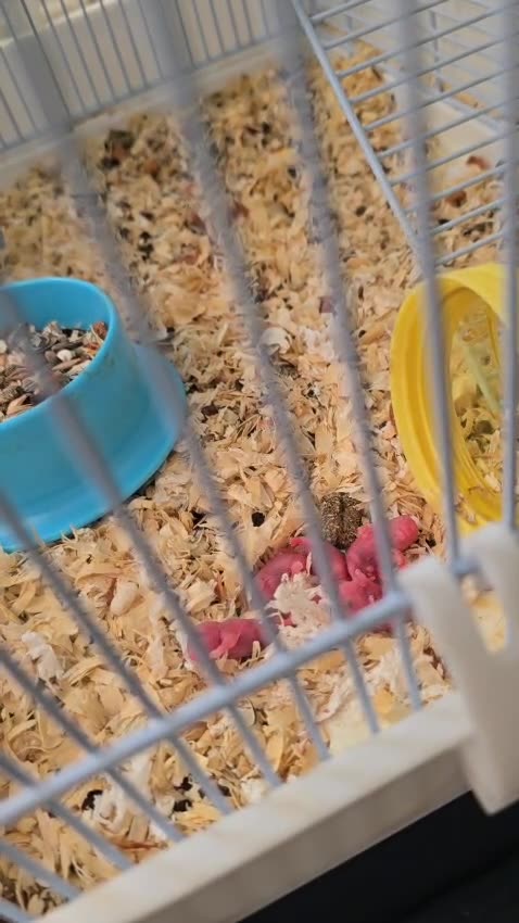 Baby Hamsters are called pups - Day 2