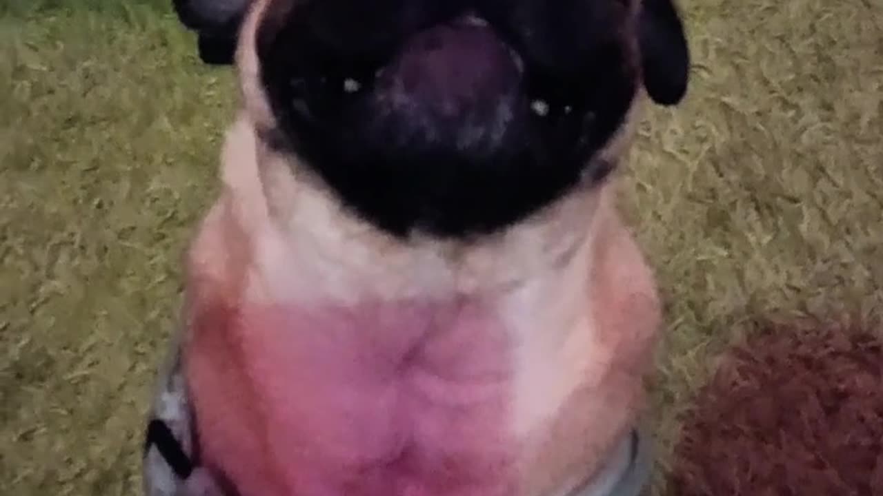 Give me the slippers