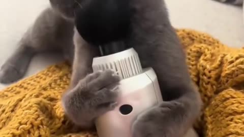 Cat vs Dog: The Funniest Fight You'll See Today!