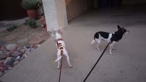 ChaCha Rayo dusk doggie walk Rayo's still very scared on walks I think he likes 2 get out20251115443