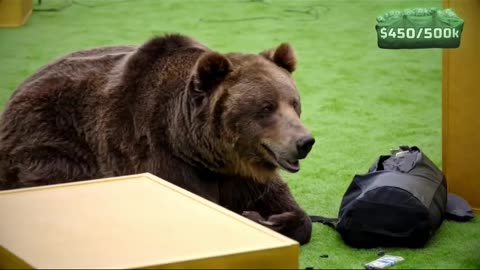 Facing a Grizzly Bear for $50,000! #mrbeast #extremechallenge #viralvideo #youtubeshorts