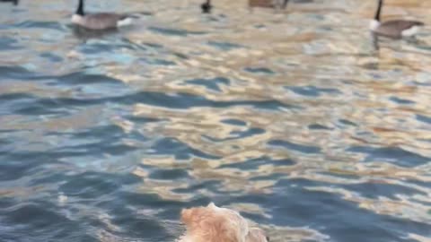 Dog Saves Pup From Incoming Bird
