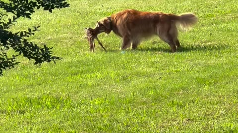 They thought their dog found a turtle