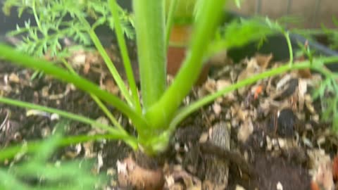 05.05.25 #Carrotplant
