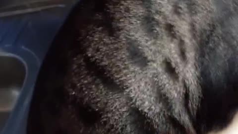 Funny cat 🐈 😻 🐈‍⬛