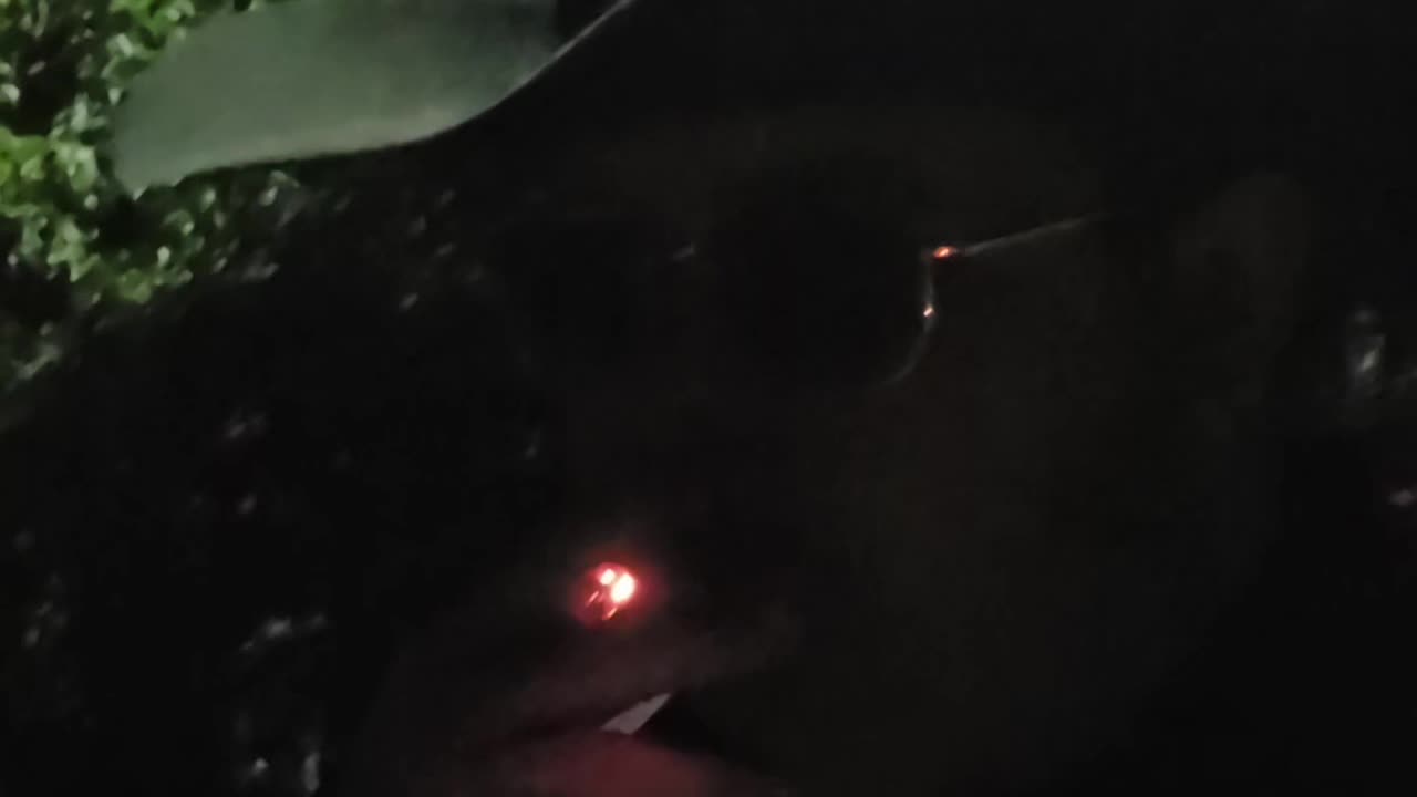 Swisher Sweet Summer Daze.