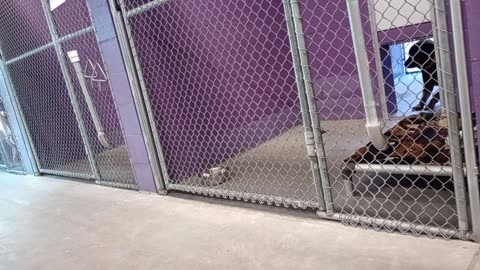 Rusty 7y Pet Id 949473 kennel 18 HSSAZ shelter I'm too much too soon-fast 4 Rusty20251017924