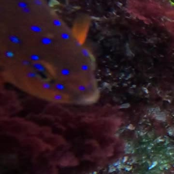CUTE AMAZING COLOR Fish #Garibadi #cute #babyanimals #underwater Lounging