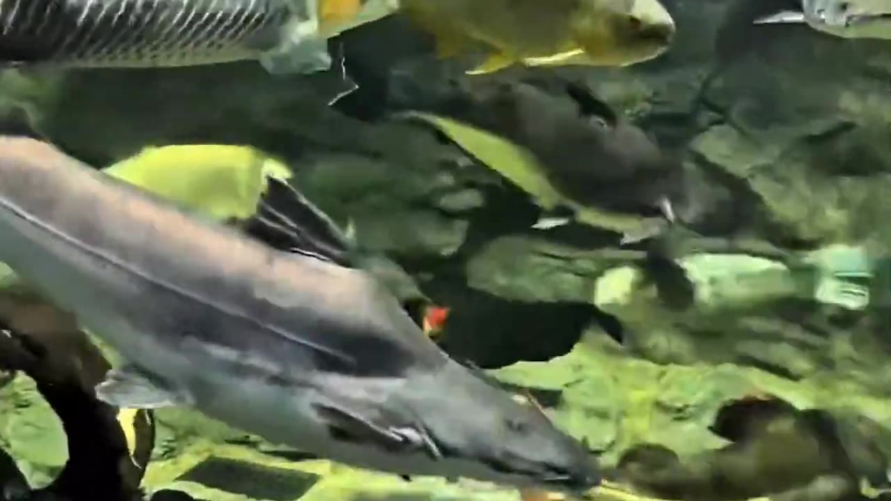 Unique world of fish 🐠🐟
