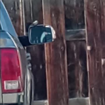 Little Bird Fighting His Reflection? I've Been Seeing Odd Animal Behavior Recently