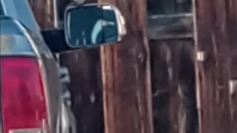 Little Bird Fighting His Reflection? I've Been Seeing Odd Animal Behavior Recently