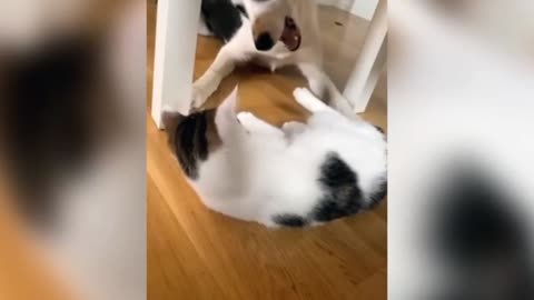 A Cat With Infinite Rizz | Funny Cat Compilation