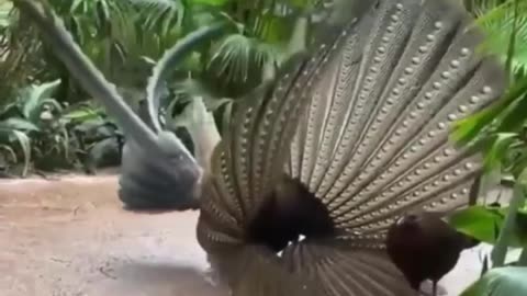 😍😍😘🔥 😍💦 FUNNY Animals and pet's💕😘 😘🔥 💕😘 😍💦 💦