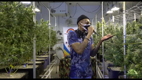 Serenaded Buds : Altitude - Blakkamoore & The Bambu King