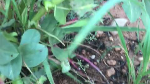 broad bean harvest