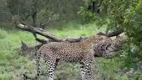 Male Leopard breaks up a fight between females | funny video | crazy clips