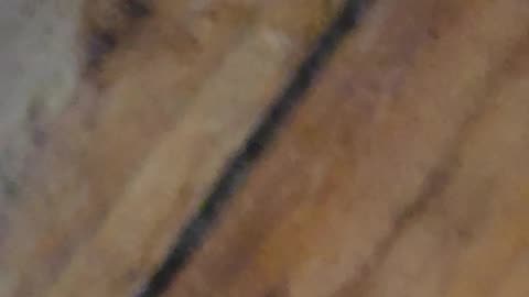 More hanging out. Spider