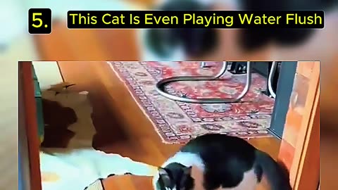 Funny Cat Watch Now