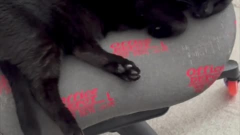 Cute Precious Piper Naps in the Office During Her Break - Adopting a Cat from a Shelter Vlog #shorts