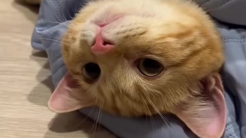 😂😹 Don't Laugh Challenge: Pet Edition 🐶🐾