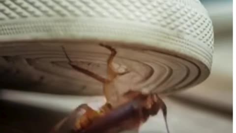 Why are cockroaches so hard to kill?