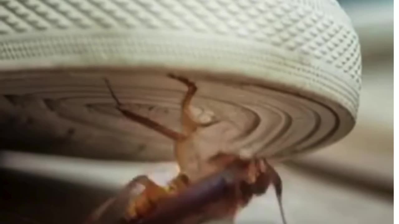 Why are cockroaches so hard to kill?