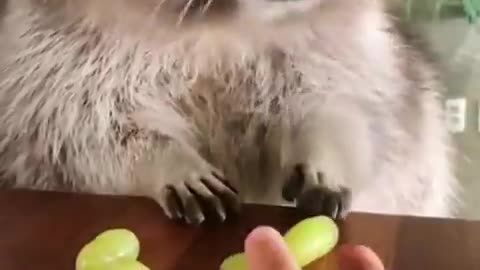 You didn't need a video of a raccoon eating grapes but here you go