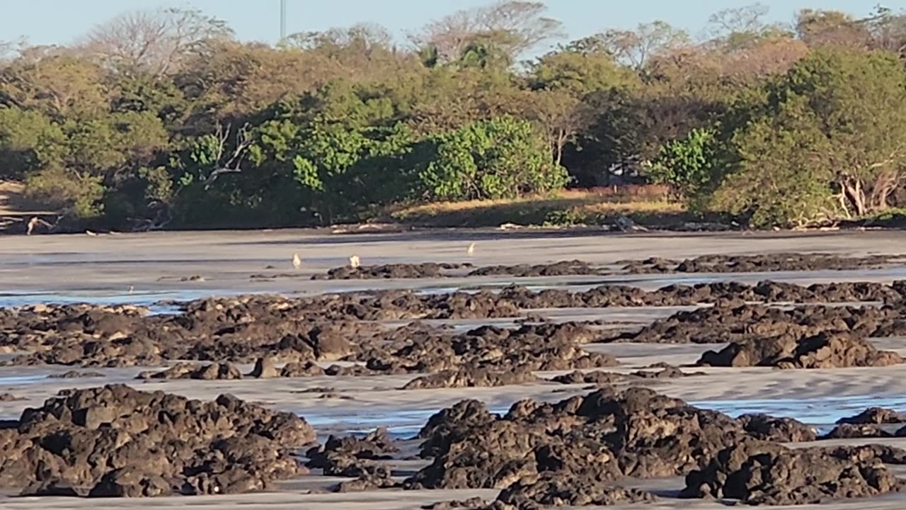 2/12/25. White Dawgs and Black Dawgs