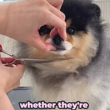 Warning: Extreme cuteness ahead! #PawsAndShine #TailWaggingGood #fypシ゚ #viralreelsfacebook @followers @highlight