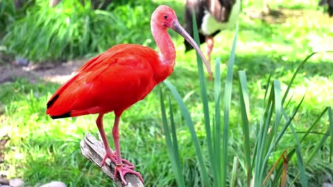 Soothing Piano & Birdsong Therapy for Nerve Recovery