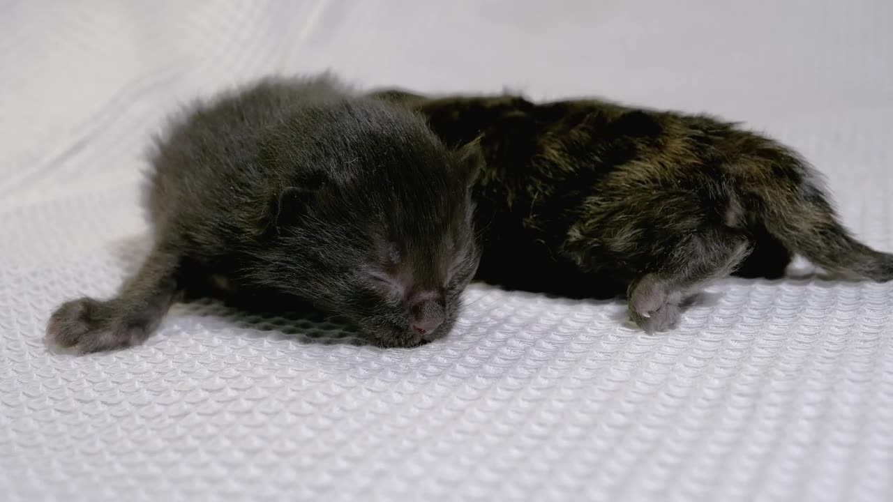 Two newborn black cats