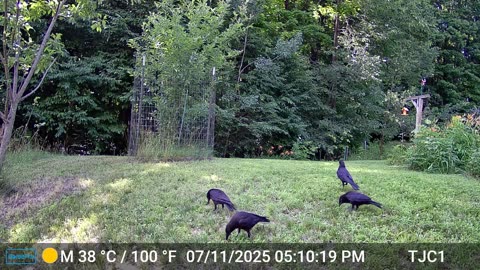 A Murder of Crows