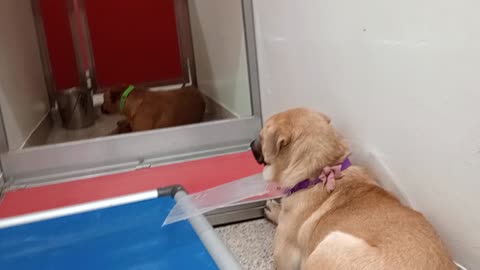 Bruno-in front-broken cone 3y A869015 Tennessee-back 1y A872701 kennel 150 PACC shelter20250813818