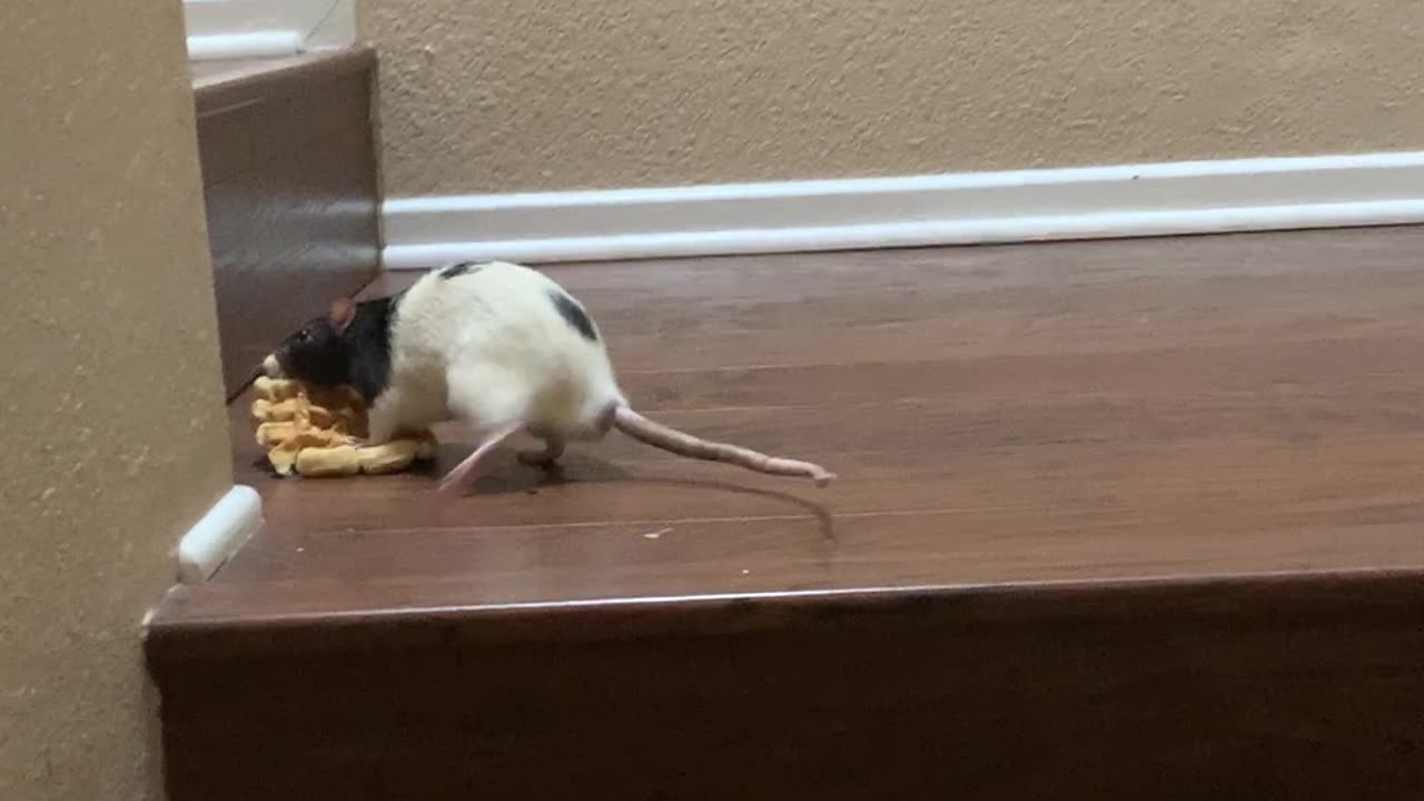 Rat Runs Away With Waffle