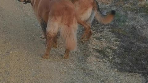 Two Friends Share a Stick