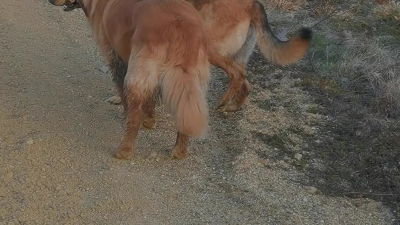 Two Friends Share a Stick