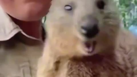 Quokka