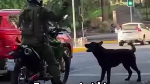 Policía chileno rocía a perro que le impedía el paso