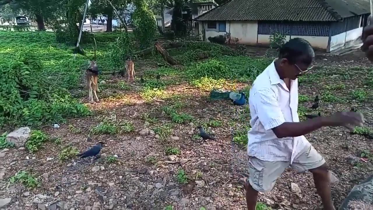 Can you even imagine?😍 | wild animals in sri lanka | gookana trincomalee