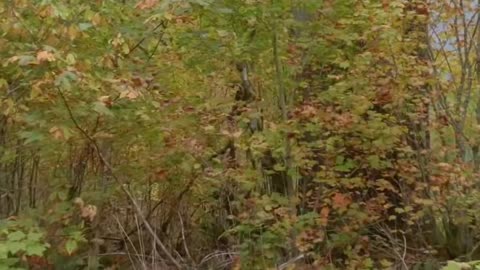 Hiking Is Good #hiking #bovcast