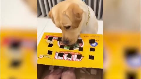 Dogs, Cats, and Chaos – Funny Animal Compilation