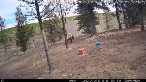 The Hunt Begins: Grizzly Bear vs. Wild Horses