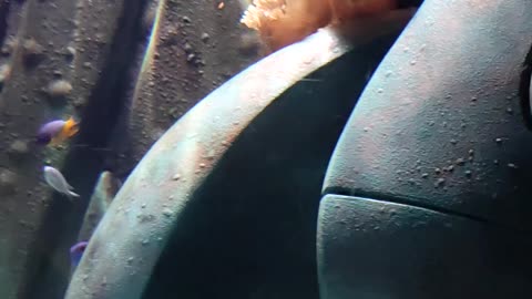Fish Fighting Video 😱😱