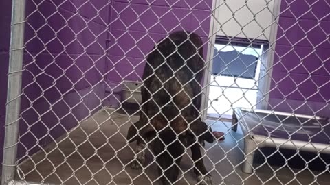 Sven 1y Pet Id 935974 kennel 17 HSSAZ shelter barks @ possible adopters kid, I go