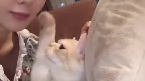 Funniest Cat Moments That’ll Make Your Day | Try Not to Laugh!