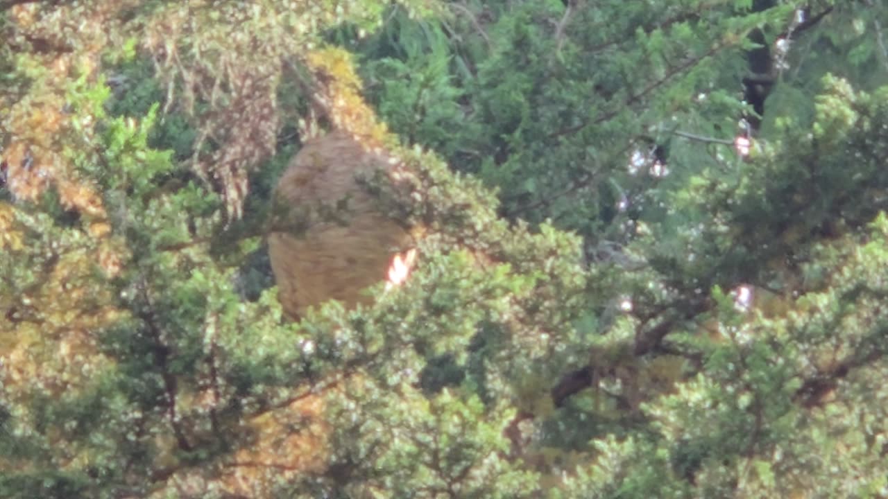 BIG Bee Hive - Can You ID the Bees ?