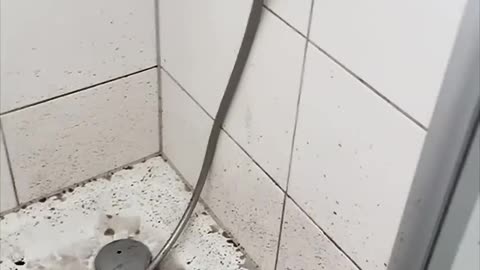 This Cat Just Escaped the Chimney Olympics